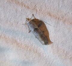 Hypatopa punctiferella