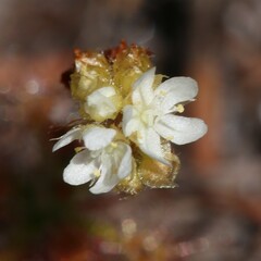 Drosera roseana