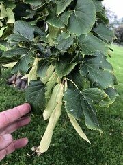 Tilia americana
