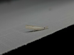 Culladia cuneiferellus