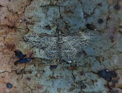 Sigilliclystis insigillata