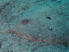 Psettodes erumei