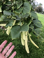 Tilia americana