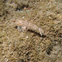 Diplogrammus goramensis