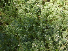 Eucrypta chrysanthemifolia