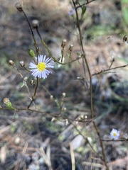 Symphyotrichum subulatum elongatum
