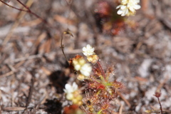 Drosera roseana