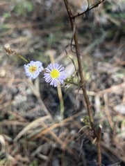 Symphyotrichum subulatum elongatum