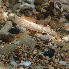 Diplogrammus goramensis