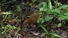 Laniarius ferrugineus