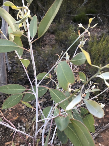 Eucalyptus cretata, photograph 6