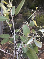 Eucalyptus cretata, photograph (c) Connor Margetts, some rights reserved (CC BY)