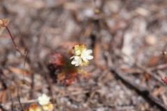 Drosera roseana