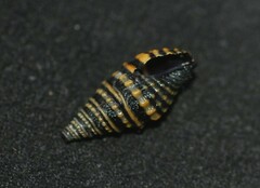 Pilsbryspira collaris