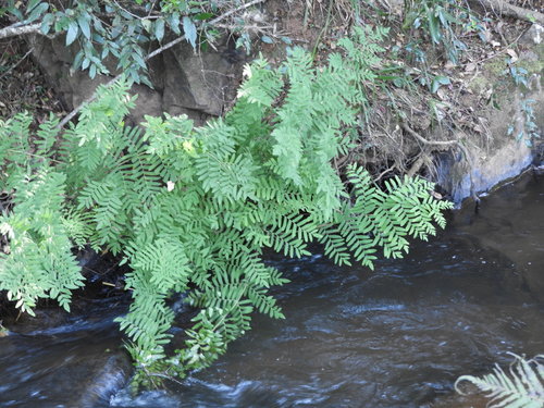 Image of Southern Royal Fern (Osmunda acuta) by no rights reserved