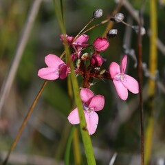 Stylidium squamosotuberosum