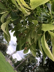 Tilia americana