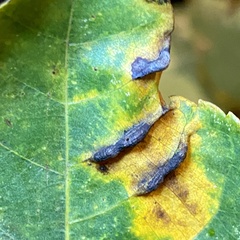 Phylloxera caryaevenae