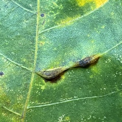 Phylloxera caryaevenae