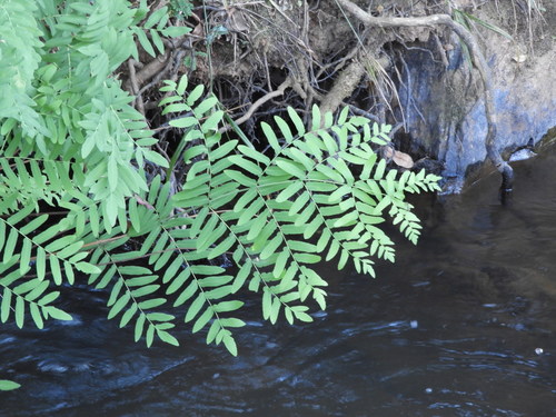 Image of Southern Royal Fern (Osmunda acuta) by no rights reserved