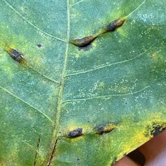 Phylloxera caryaevenae