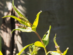 Veronica derwentiana