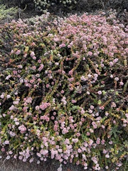 Eriogonum parvifolium