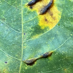 Phylloxera caryaevenae