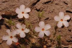 Linanthus pungens