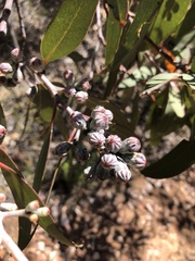 Eucalyptus cretata, photograph (c) Connor Margetts, some rights reserved (CC BY)
