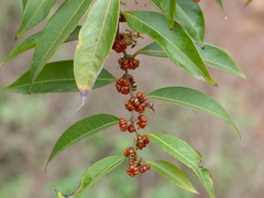 Glochidion hohenackeri