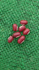 Vigna angularis
