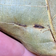Phylloxera caryaevenae