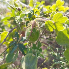 Passiflora