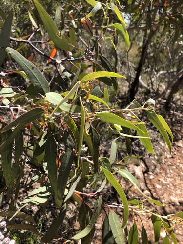 Eucalyptus cretata, photograph 5