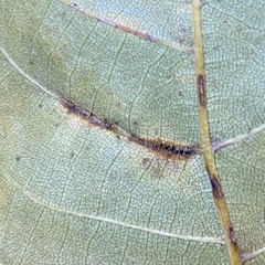 Phylloxera caryaevenae