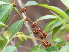 Glochidion hohenackeri