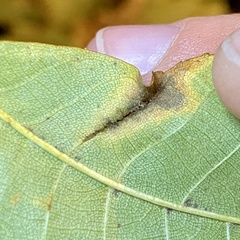 Phylloxera caryaevenae