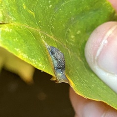 Phylloxera caryaevenae