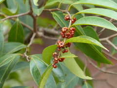 Glochidion hohenackeri