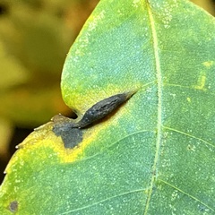 Phylloxera caryaevenae