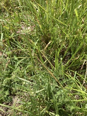 Chaerophyllum eriopodum