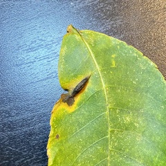Phylloxera caryaevenae
