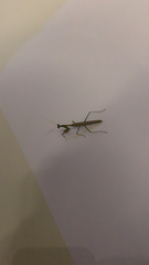 Stagmomantis nahua