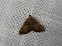 Chrysolarentia mecynata