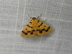 Dichocrocis clytusalis