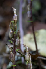 Acianthus sinclairii