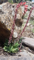 Echeveria strictiflora