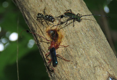 Compsocerus violaceus