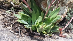 Echeveria strictiflora